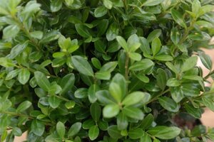 Ilex crenata Luxus Globe 20-30 cm cont. 3,0L
