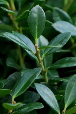 Ilex crenata Luxus Globe 20-30 cm cont. 3,0L - image 2