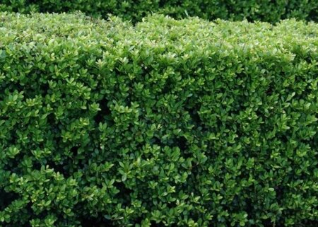 Ilex crenata Luxus Spire 40-50 cm cont. 3,0L