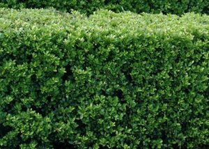 Ilex crenata Luxus Spire 40-50 cm cont. 3,0L