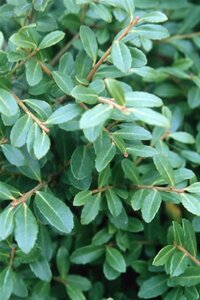 Ilex crenata 'Stokes' 30-40 cm cont. 3,0L - afbeelding 2