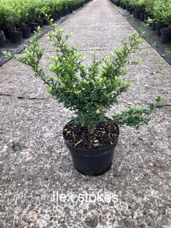Ilex crenata 'Stokes' 30-40 cm cont. 3,0L - afbeelding 3