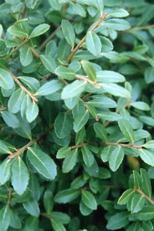 Ilex crenata 'Stokes' 40-50 cm cont. 4,0L - image 2