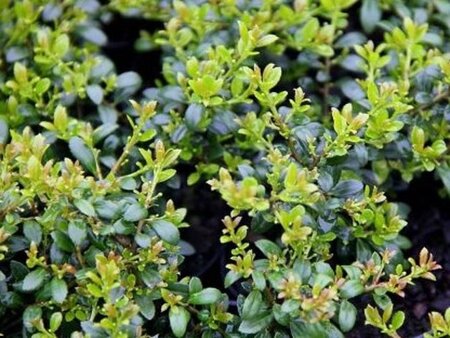 Ilex crenata 'Stokes' 80-100 cm cont. 5,0L - afbeelding 1