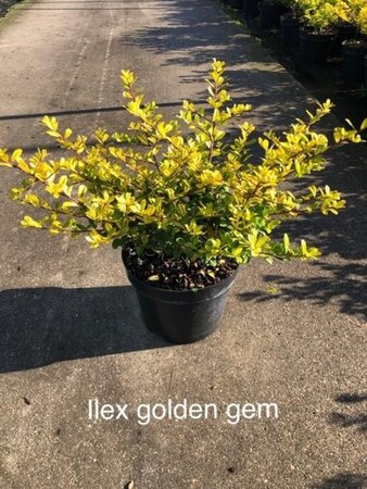 Ilex crenata 'Golden Gem' 30-40 cm cont. 3,0L