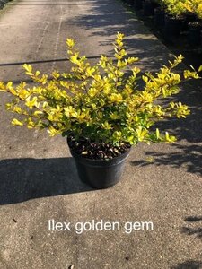 Ilex crenata 'Golden Gem' 30-40 cm cont. 3,0L
