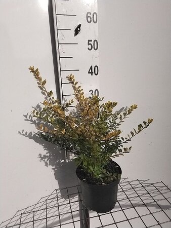 Ilex crenata 'Golden Gem' 30-40 cm cont. 3,0L