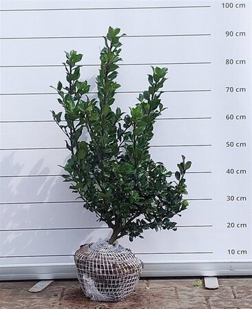 Ilex meserv. 'Blue Princess' (vrouw=bes) 50-60 cm met kluit - afbeelding 4