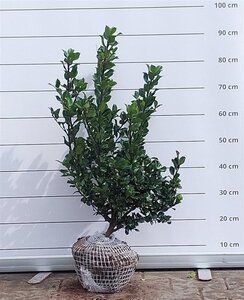 Ilex meserv. 'Blue Princess' (vrouw=bes) 50-60 cm met kluit - afbeelding 4