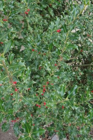 Ilex meserv. 'Blue Princess' (vrouw=bes) 60 cm met kluit bol - afbeelding 1