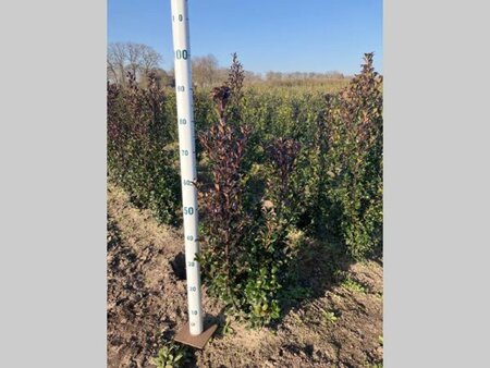 Ilex meserv. 'Heckenstar' (man= geen bes) 60-80 cm met kluit - afbeelding 4