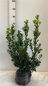 Ilex meserv. 'Heckenstar' (man= geen bes) 60-80 cm met kluit - afbeelding 3