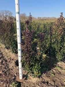 Ilex meserv. 'Heckenstar' (man= geen bes) 60-80 cm met kluit - afbeelding 7