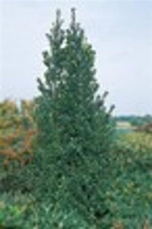 Ilex meserv. 'Heckenstar' (man= geen bes) geen maat specificatie 0,55L/P9cm - afbeelding 1