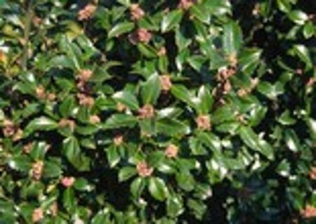 Ilex meserv. 'Heckenstar' (man= geen bes) geen maat specificatie 0,55L/P9cm - afbeelding 2