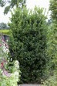 Ilex meserv. 'Heckenstar' (man= geen bes) geen maat specificatie 0,55L/P9cm - afbeelding 3