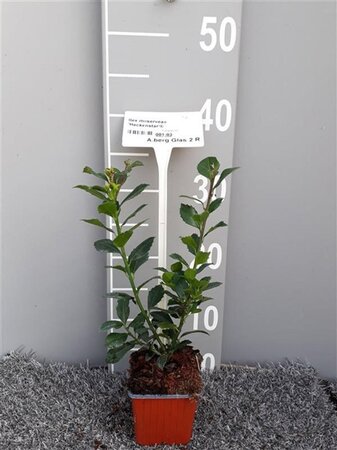 Ilex meserv. 'Heckenstar' (man= geen bes) geen maat specificatie 0,55L/P9cm - afbeelding 4
