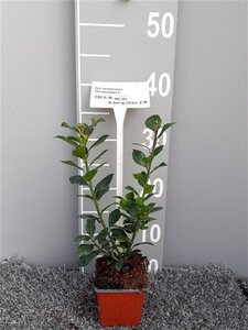 Ilex meserv. 'Heckenstar' (man= geen bes) geen maat specificatie 0,55L/P9cm - afbeelding 4