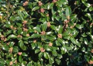 Ilex meserv. 'Heckenstar' (man= geen bes) geen maat specificatie 0,55L/P9cm - image 2