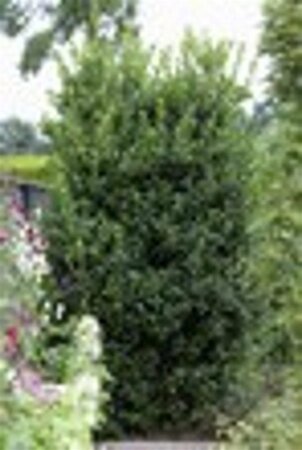 Ilex meserv. 'Heckenstar' (man= geen bes) geen maat specificatie 0,55L/P9cm - image 3
