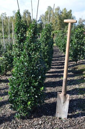 Ilex meserv. 'Heckenpracht' (man= geen bes) 100-125 cm met kluit - afbeelding 3
