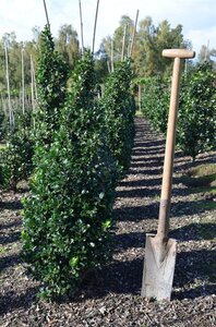 Ilex meserv. 'Heckenpracht' (man= geen bes) 100-125 cm met kluit - afbeelding 3