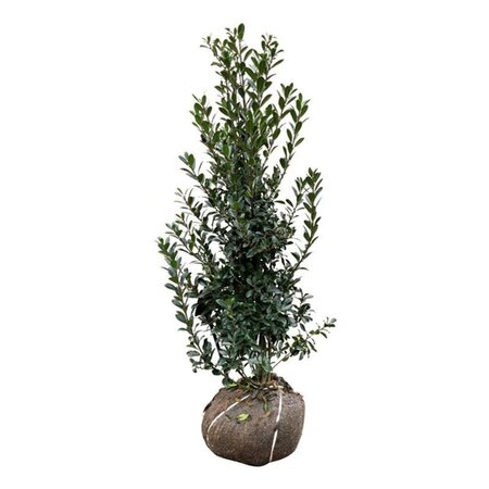 Ilex meserv. 'Heckenpracht' (man= geen bes) 100-125 cm met kluit - afbeelding 4