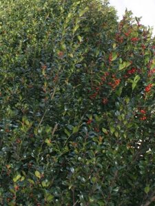Ilex meserv. 'Heckenpracht' (man= geen bes) 100-125 cm met kluit