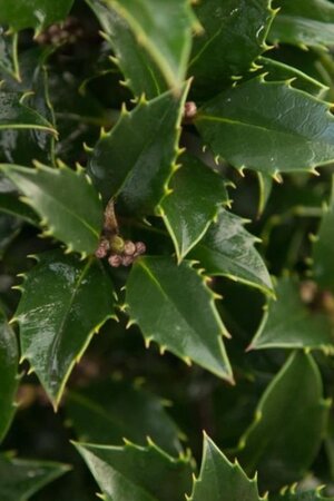Ilex meserv. 'Heckenpracht' (man= geen bes) 100-125 cm met kluit - afbeelding 2