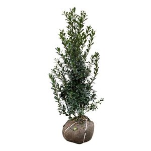 Ilex meserv. 'Heckenpracht' (man= geen bes) 100-125 cm RB - image 4