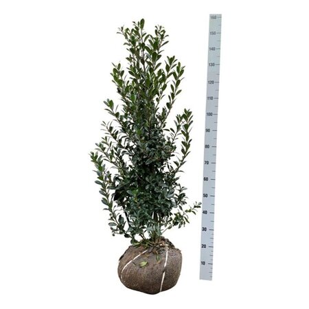 Ilex meserv. 'Heckenpracht' (man= geen bes) 100-125 cm RB - image 5