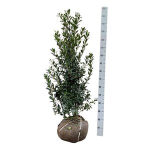 Ilex meserv. 'Heckenpracht' (man= geen bes) 100-125 cm RB - image 5