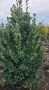 Ilex meserv. 'Heckenpracht' (man= geen bes) 150-175 cm met kluit - afbeelding 3