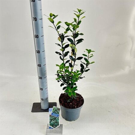 Ilex meserv. 'Heckenpracht' (man= geen bes) 30-40 cm cont. 3,0L - afbeelding 2