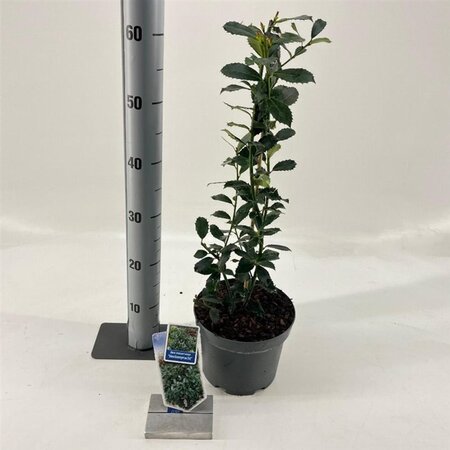 Ilex meserv. 'Heckenpracht' (man= geen bes) 30-40 cm cont. 3,0L