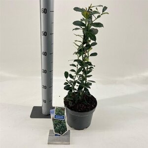 Ilex meserv. 'Heckenpracht' (man= geen bes) 30-40 cm cont. 3,0L