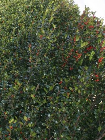 Ilex meserv. 'Heckenpracht' (man= geen bes) 60 cm met kluit bol - afbeelding 1