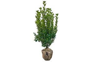 Ilex meserv. 'Heckenpracht' (man= geen bes) 80-100 cm met kluit - afbeelding 3