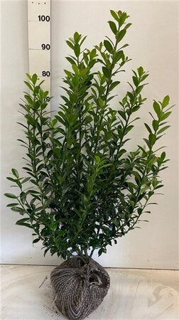 Ilex meserv. 'Heckenpracht' (man= geen bes) 80-100 cm met kluit - afbeelding 4