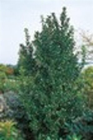 Ilex meserv. 'Heckenpracht' (man= geen bes) geen maat specificatie 0,55L/P9cm - afbeelding 1