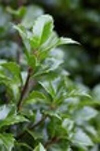 Ilex meserv. 'Heckenpracht' (man= geen bes) geen maat specificatie 0,55L/P9cm - afbeelding 3