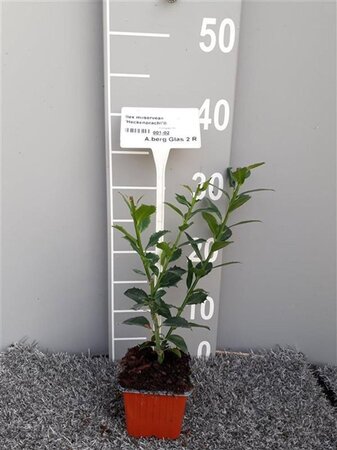 Ilex meserv. 'Heckenpracht' (man= geen bes) geen maat specificatie 0,55L/P9cm - afbeelding 4