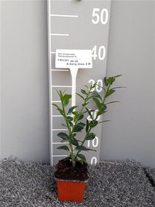 Ilex meserv. 'Heckenpracht' (man= geen bes) geen maat specificatie 0,55L/P9cm - afbeelding 4