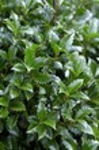 Ilex meserv. 'Heckenpracht' (man= geen bes) geen maat specificatie 0,55L/P9cm - afbeelding 5
