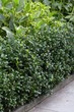Ilex meserv. 'Heckenpracht' (man= geen bes) geen maat specificatie 0,55L/P9cm - image 6