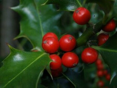 Ilex meserv. 'Blue Angel' (vrouw= bes) 30-40 cm cont. 3,0L - afbeelding 1