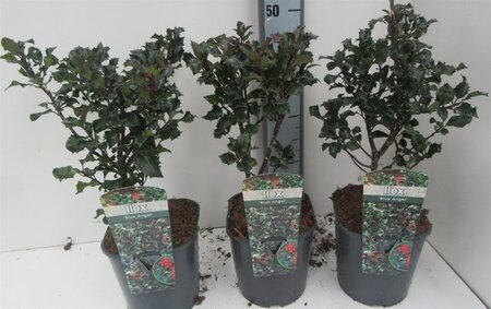 Ilex meserv. 'Blue Angel' (vrouw= bes) 30-40 cm cont. 3,0L - afbeelding 2