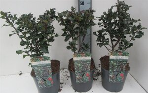 Ilex meserv. 'Blue Angel' (vrouw= bes) 30-40 cm cont. 3,0L - afbeelding 2