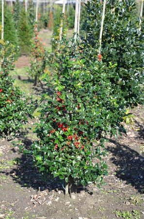 Ilex meserv. 'Blue Angel' (vrouw= bes) 60-80 cm met kluit