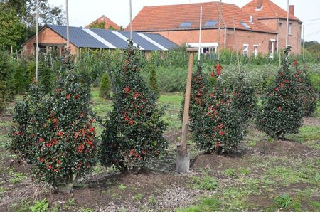 Ilex meserv. 'Blue Angel' (vrouw= bes) 80-100 cm met kluit